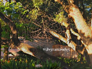 spiderwebinafternoonsun