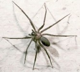 Dangerous Brown Recluse (Fiddleback) Spider