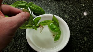 How to Keep Your Cut Basil Alive Longer - Aberrant Crochet