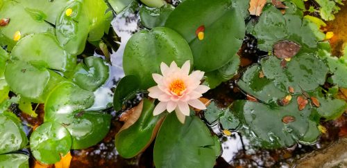 Water Lily Pond