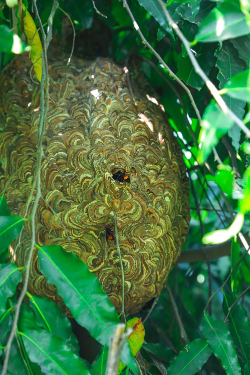 Beehive hiding in green leaves.